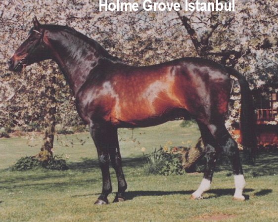 Holme Grove Istanbul