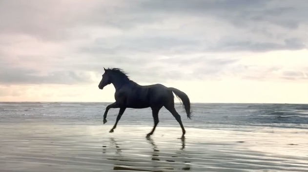 Kobalt UK Trakehner Stallion