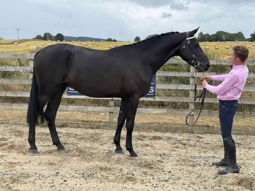 Achilty Emperor - Trakehner Stallion